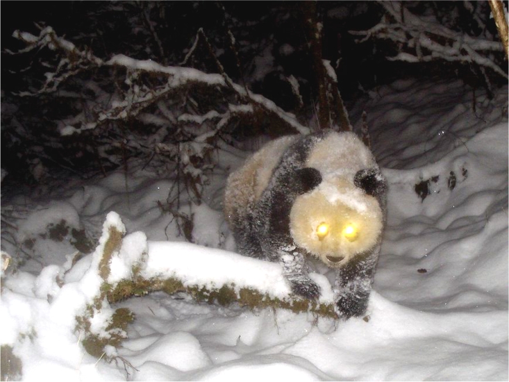 Giant panda_A melanoleuca_camera trapped in snow_Peking University