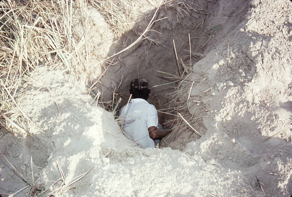 Sloth bear_M ursinus_Chitwan Nepal_excavation of underground termite nest 2 m deep_D Garshelis