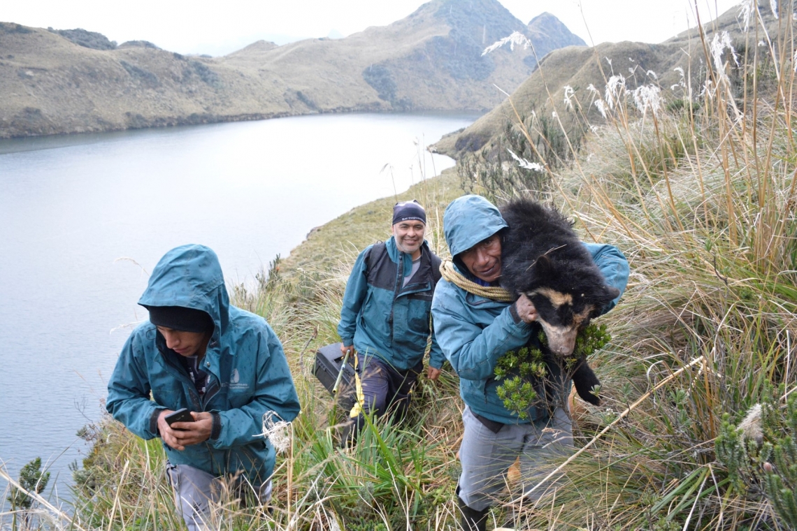 Andean bear_T ornatus_Cayambe Coca National Park_Ecuador_anesthetized subadult female bear_Mario Pillajo