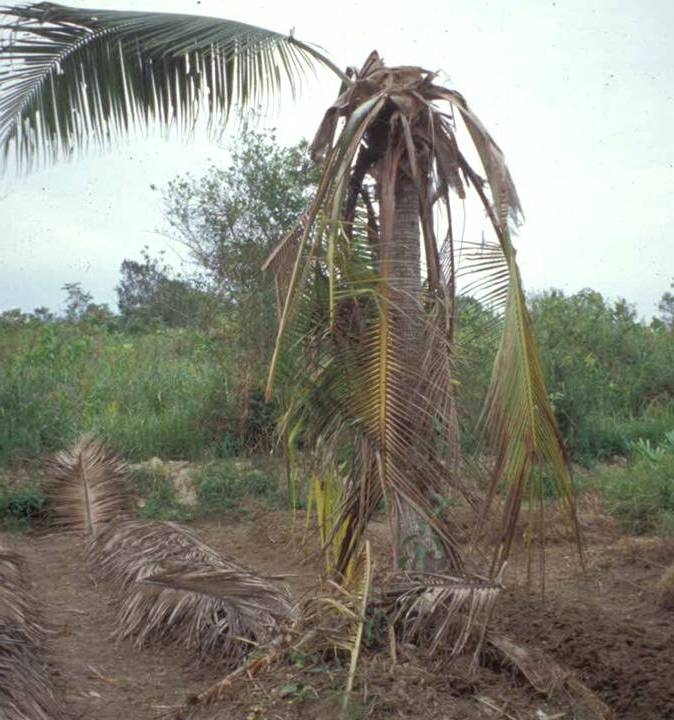 Sun bear_H malayanus_Kalimantan Indonesia_bear damage to coconut palm_D Garshelis