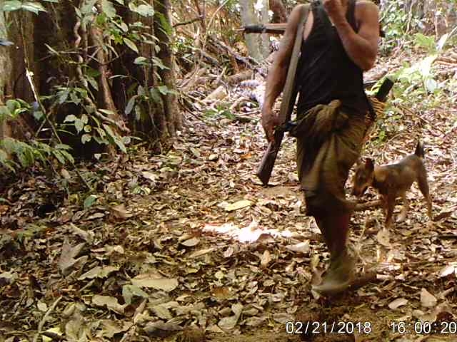 Sun bear_H malayanus_Myanmar_poacher entering forest caught on camera trap_L Gaffi