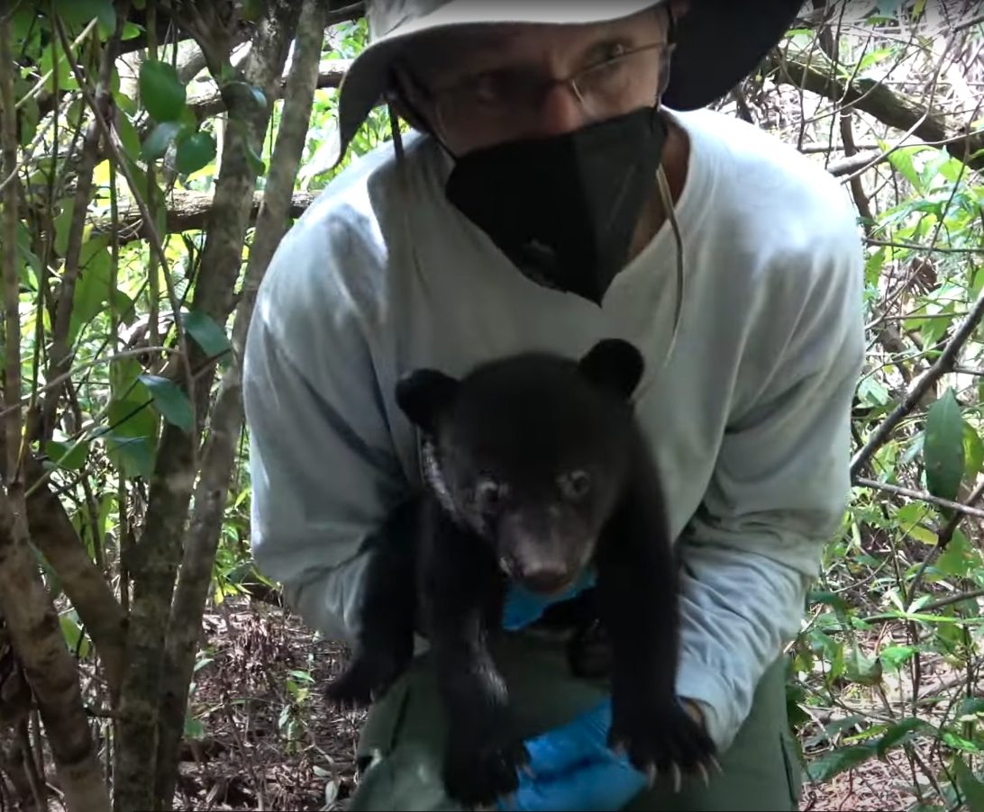 Southwest Florida: American black bear cub assessment at den sites