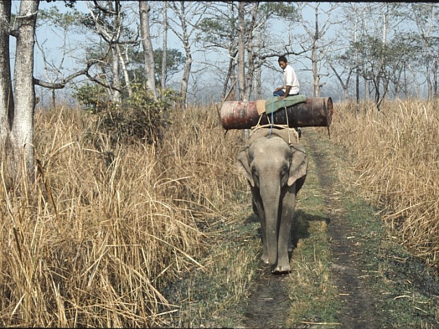 Sloth bear_M ursinus_Chitwan Nepal_transporting barrel trap for radiocollaring_D Garshelis