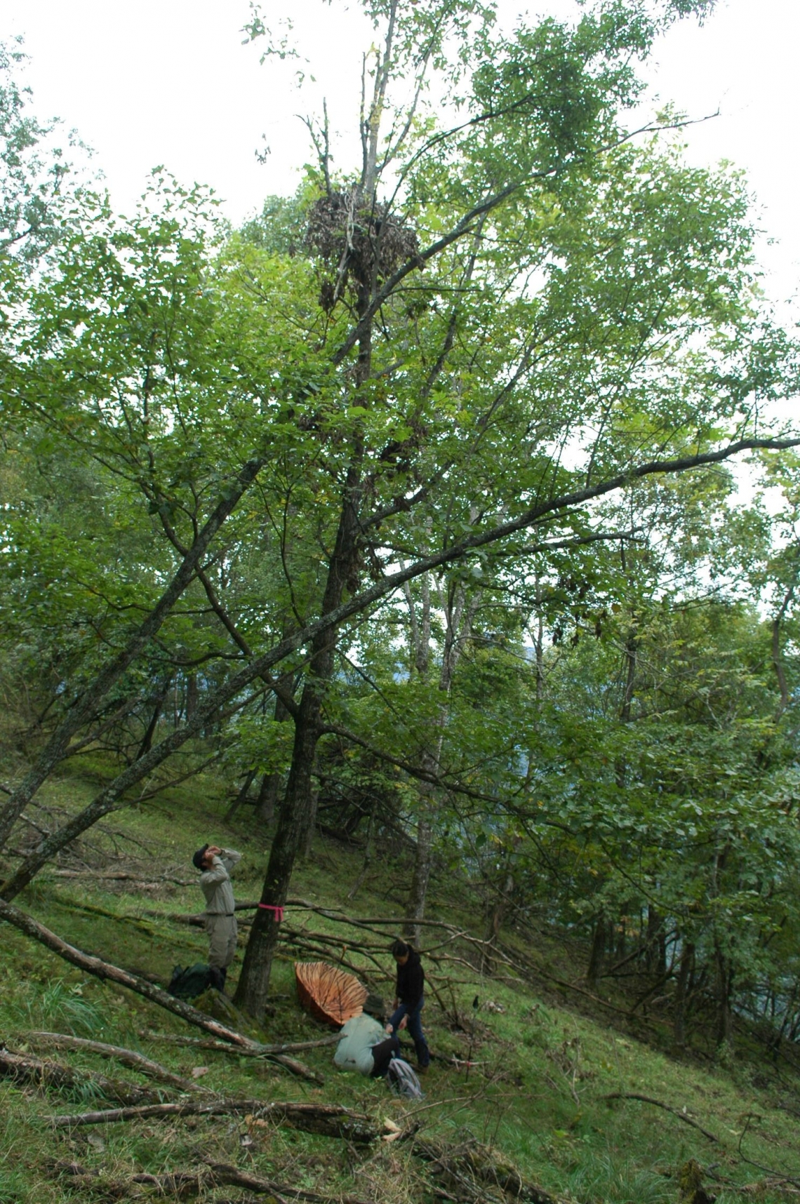 Asiatic black bear_U thibetanus_China_examining tree nest_M-H Hwang