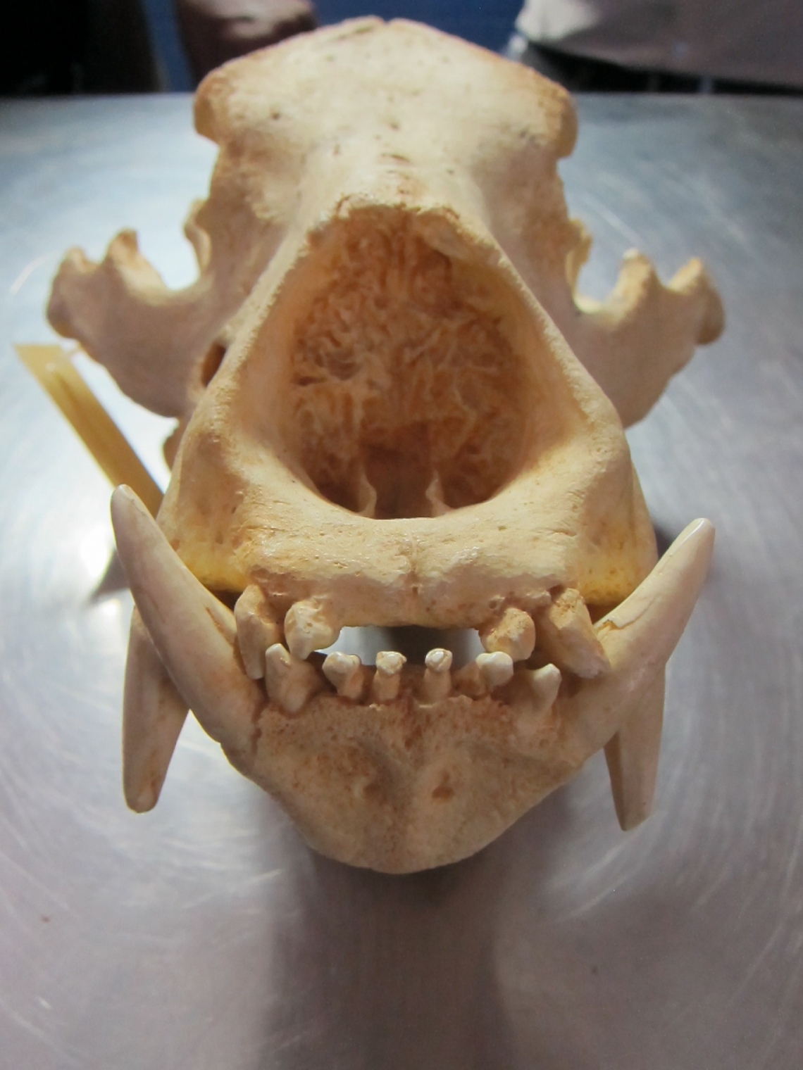 Sloth bear_M ursinus_skull showing missing two upper incisors_D Garshelis