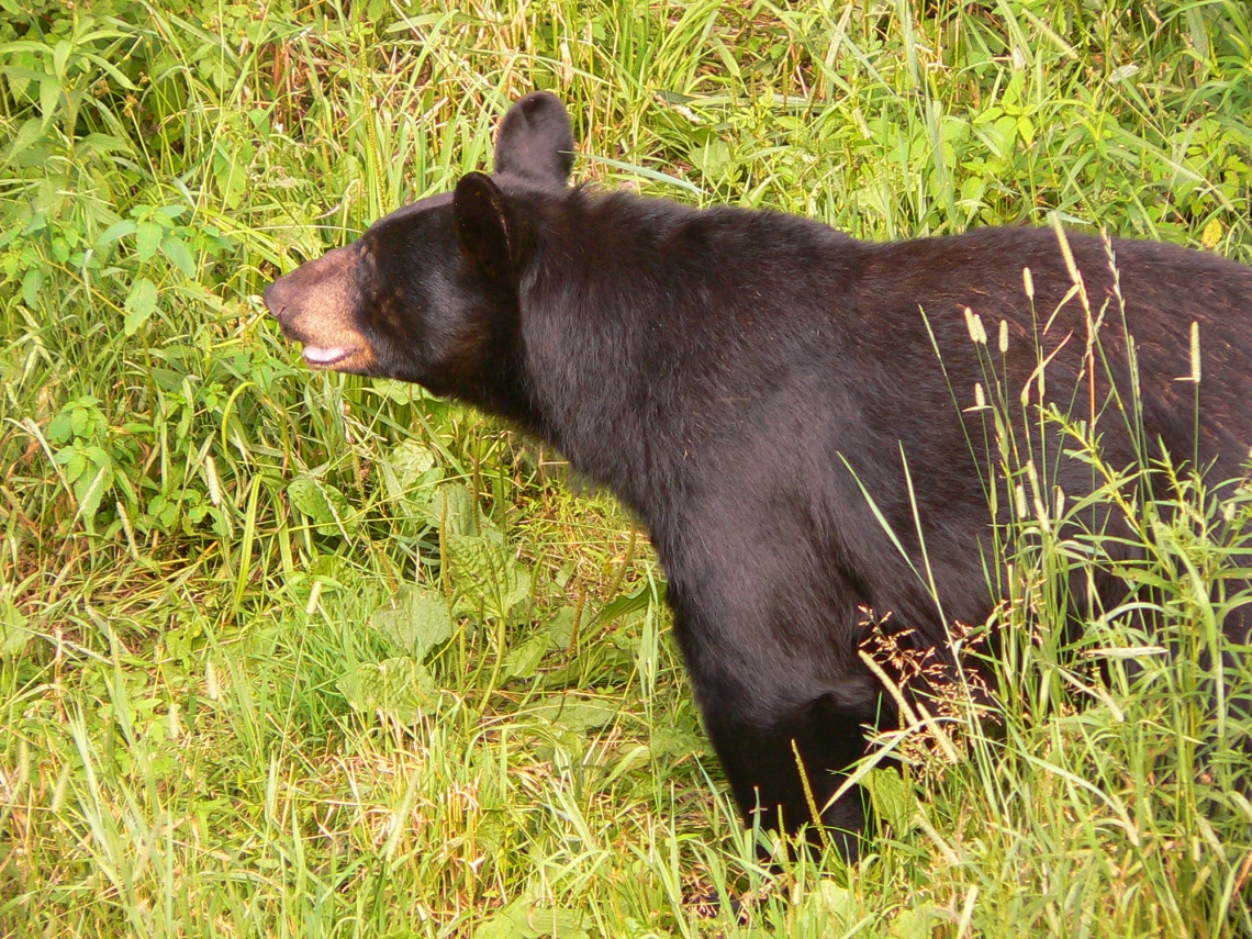American black bear_U americanus Minnesota_straight facial profile_D Garshelis