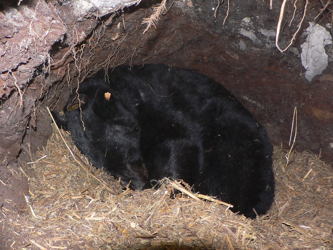 American black bear_U americanus_Minnesota_underground den typical hibernating posture_D Garshelis