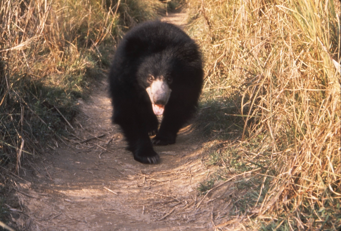 Sloth bear_M ursinus_Chitwan Nepal_bear on trail in grasslands D Garshelis