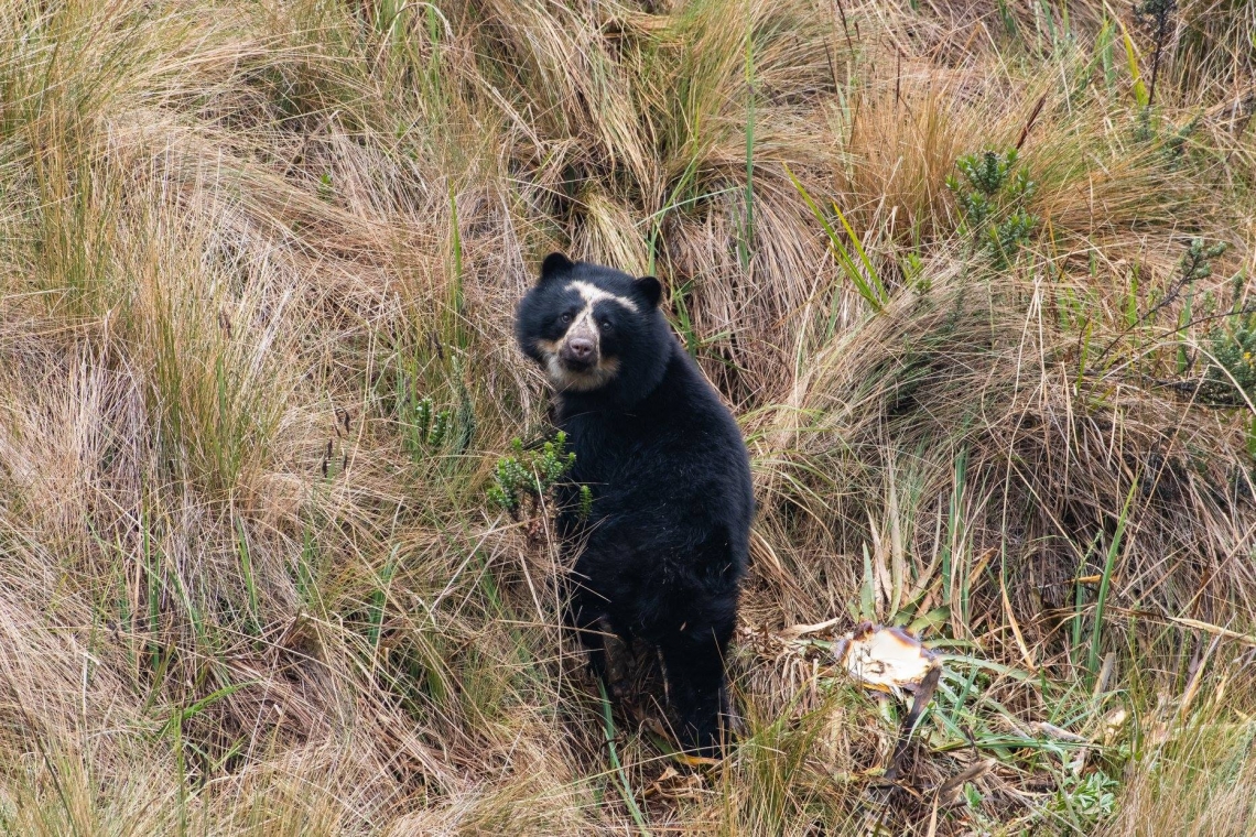 Andean bear_T ornatus_Cayambe Coca National Park_Ecuador_bear with consumed terrestrial bromeliad_Sean Kite