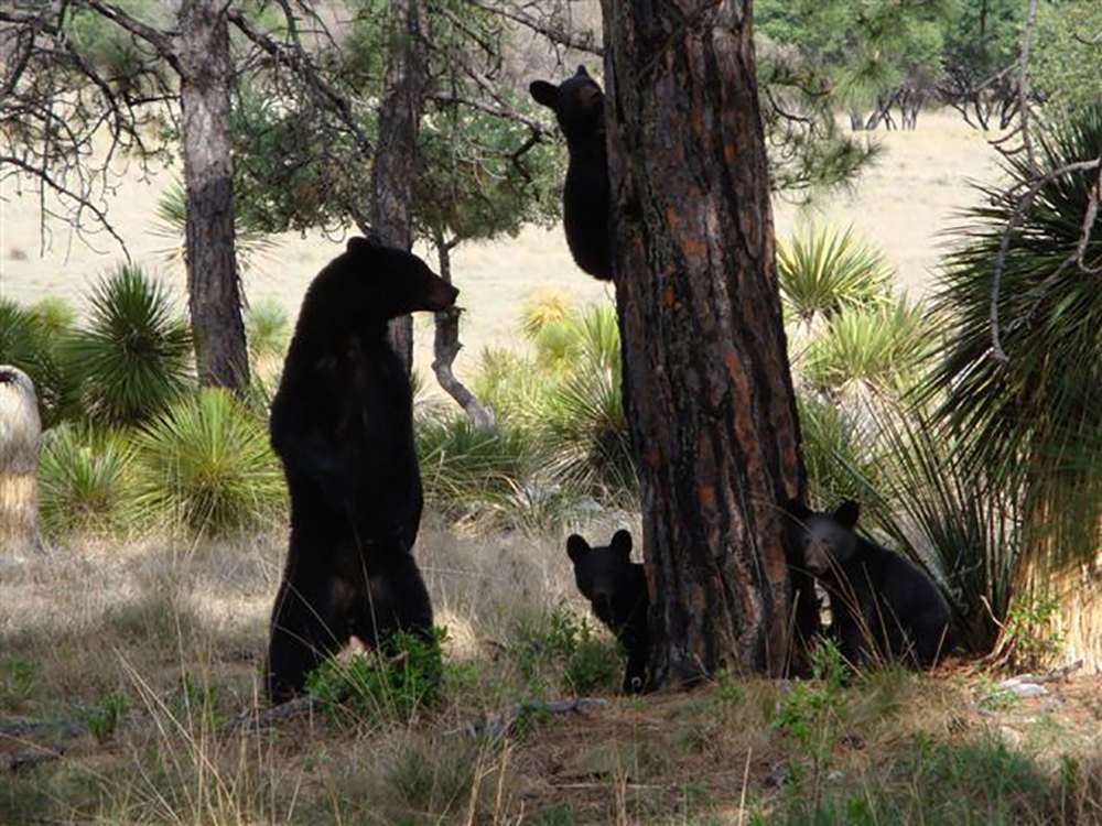 American black bear_U americanus Cohuila Mexico_mother with 3 cubs_D Doan-Crider