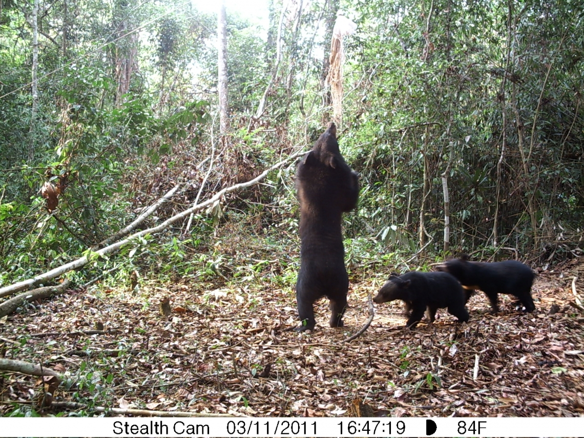 Asiatic black bear_U thibetanus_Thailand_mother with 2 cubs camera trapped_D Ngoprasert