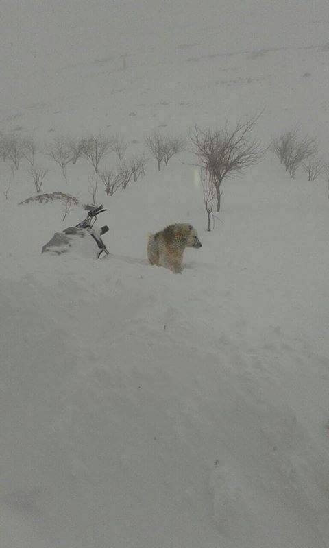 Brown bear_U arctos_Syria near Lebanon border_uncertain bear, near bear tracks found 4 years before_cellphone photo taken by local person posted on Facebook