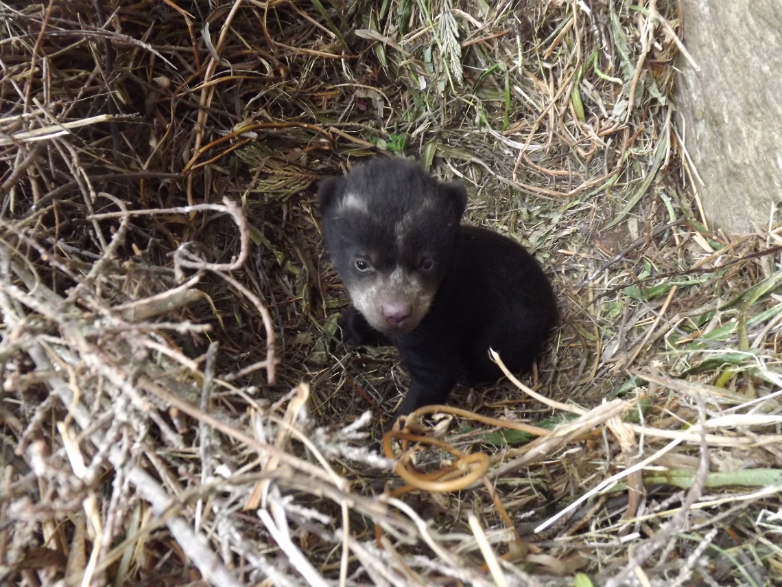 Andean bear_T ornatus_Cayambe Coca National Park Ecuador_ bear cub in maternal den_Armando Castellanos
