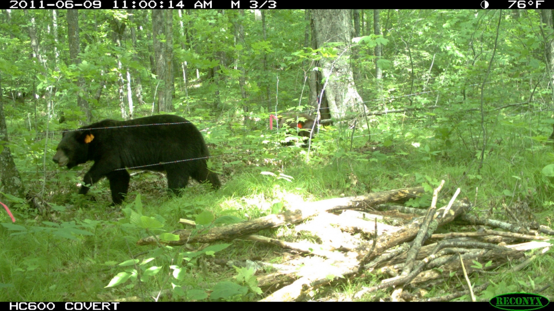 American black bear_U americanus_Minnesota_bear entering barbed wire hair snare_Minnesota DNR camera trap