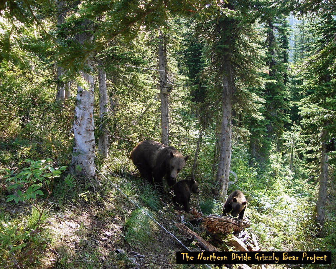 Brown bear_U. arctos_ Montana USA_ bear exploring barb wire DNA samping station_K Kendall 