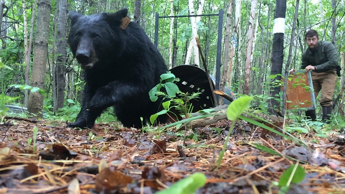 American black bear_U americanus_Minnesota_releasing bear that was already marked from a barrel trap_S Rettler