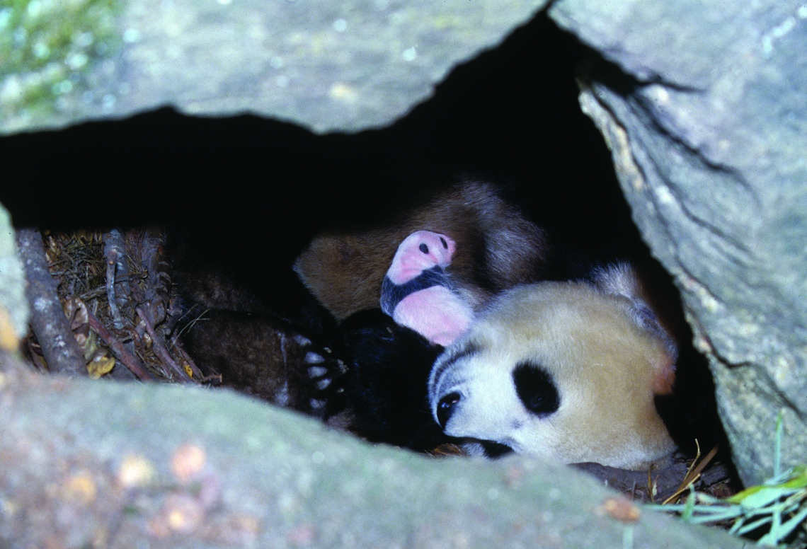 Giant panda_A melanoleuca_Changqing NR_mother and cub in den_Peking University