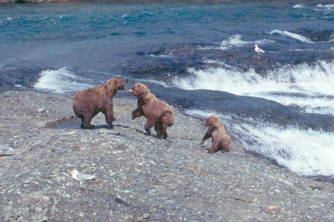 Brown bear_U arctos_McNeil River Falls Alaska_female protecting yearling_B McLellan