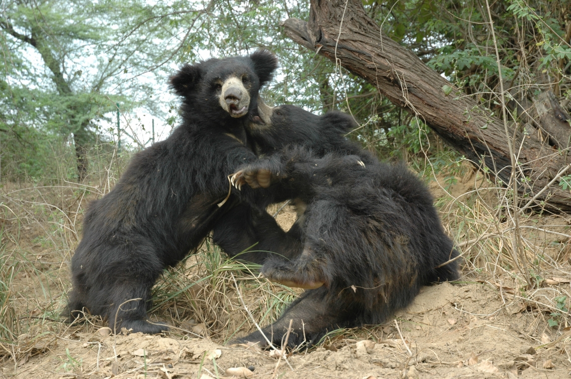 Sloth bear_M ursinus_WSOS Agra Bear Rescue Facility Agra India_Two bears playing_T Sharp WSOS