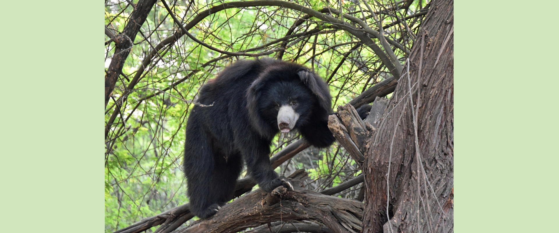 Sloth bear