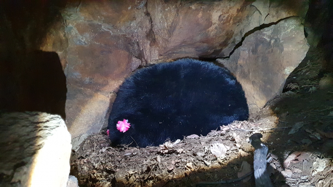 Asiatic black bear_U thibetanus_Jirisan NP, Republic of Korea_bear hibernating in rock den with immobilizing dart in hip for research purposes (head tucked under chest; 2 cubs under mother