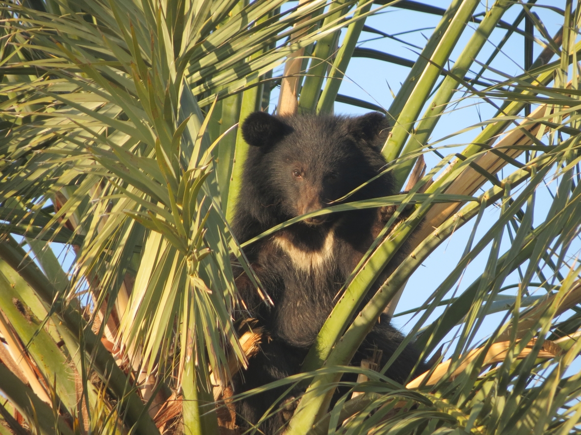 Asiatic black bear_U thibetanus_southern Iran_bear in date palm tree_T Ghadirian