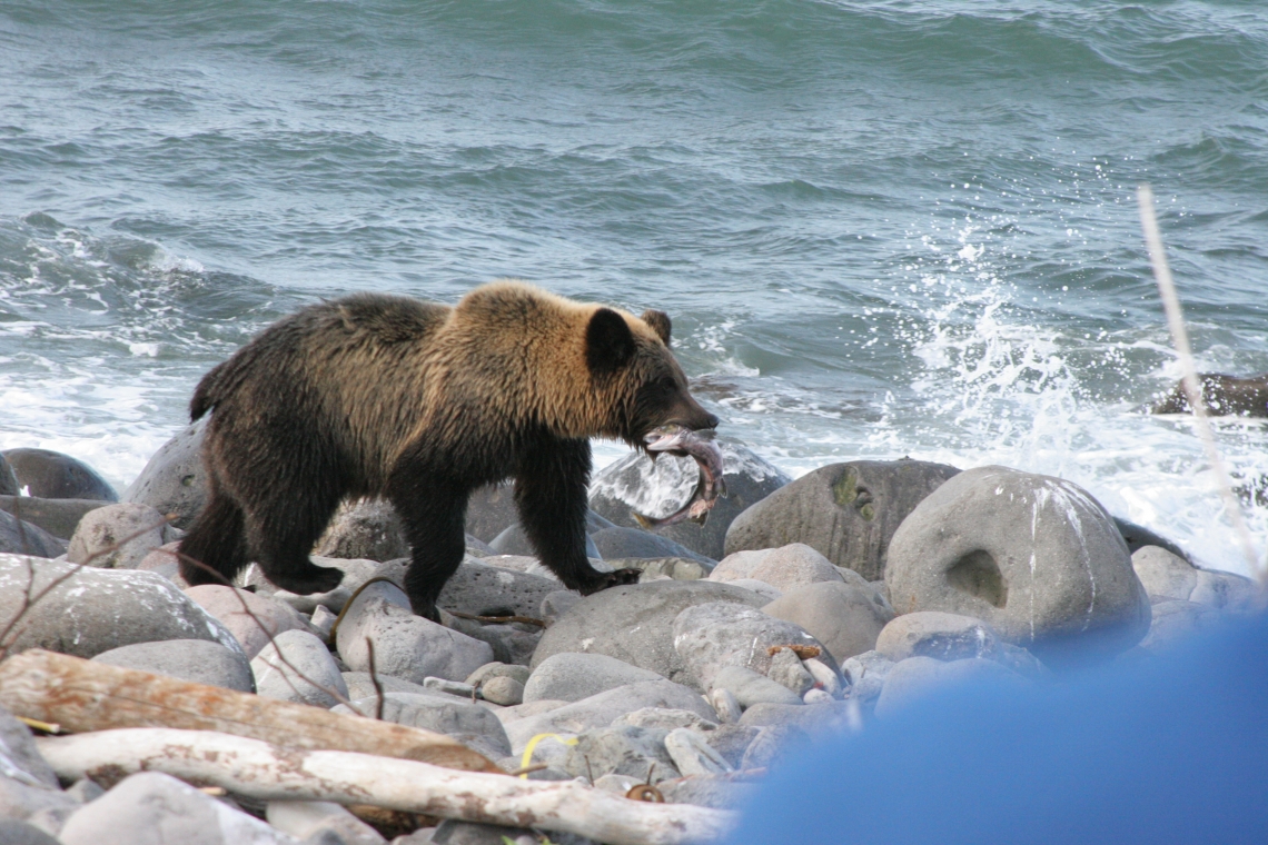 Brown bear_U arctos_Shiretoko National Park Hokkaido, Japan_feeding on salmon_K Kendall