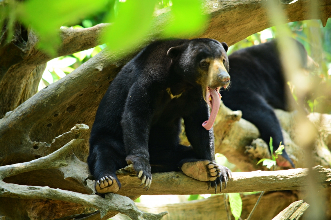 Sun bear_H malayanus_Sabah Malaysia_Bornean Sun Bear Conservation Centre captive_long tongue_Seng Yen Wah