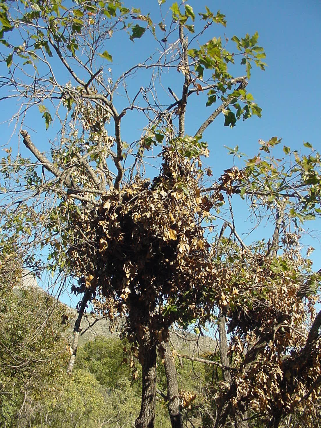American black bear_U americanus Cohuila Mexico_nest formed by feeding in oak tree_D Doan-Crider