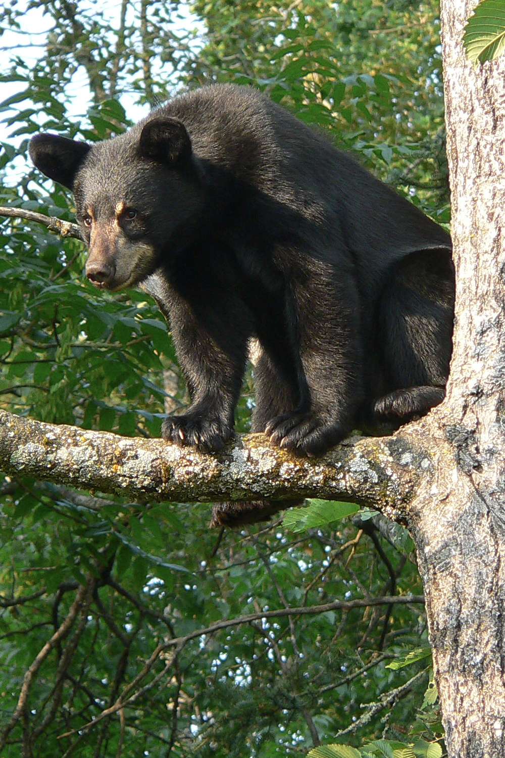 American black bear_U americanus_Minnesota_D Garshelis