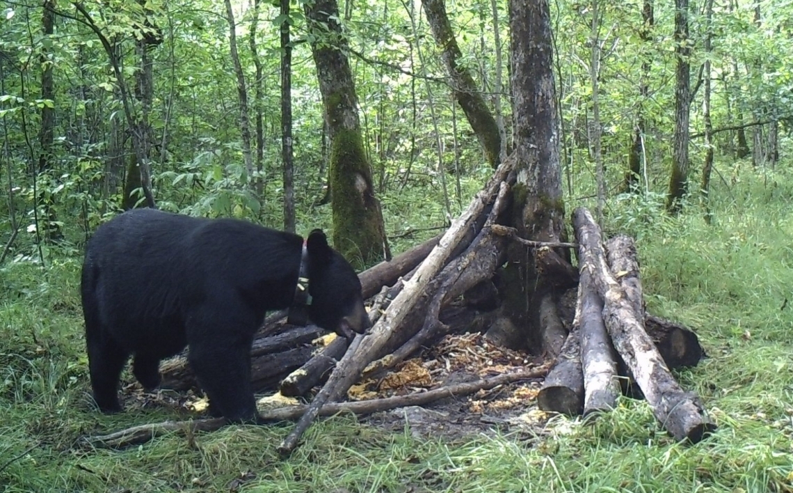 American black bear_U americanus_Minnesota_radio-collared adult male bear approaching hunter