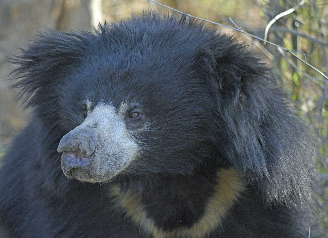 Sloth bear_M ursinus_WSOS Bannerghatta Bear Rescue Facility India_face and chest_T Sharp WSOS