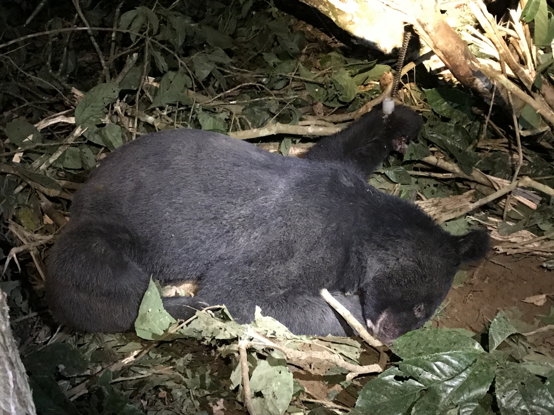 Asiatic black bear_U thibetanus_Taiwan_bear caught in snare_M.H. Hwang