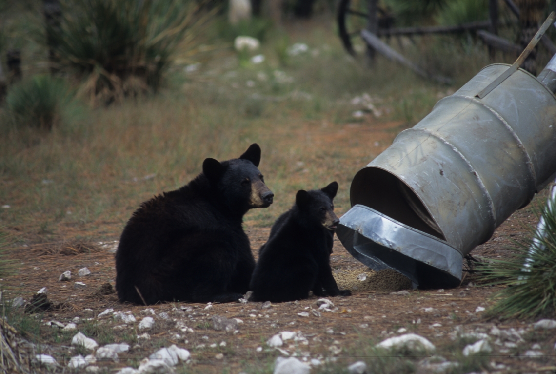 American black bear_U americanus_Coahuila Mexico_viewing opportunities at deer feeder_D Hewitt