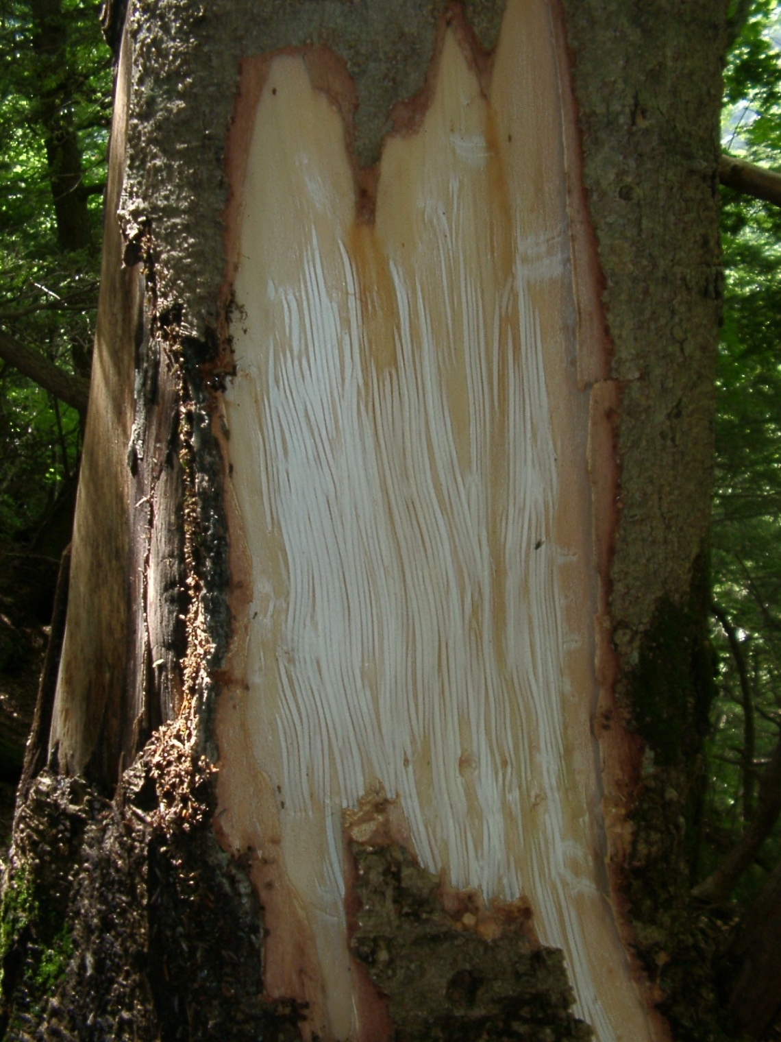 Asiatic black bear_U thibetanus_Japan_bark stripping damage to plantation_S Koike