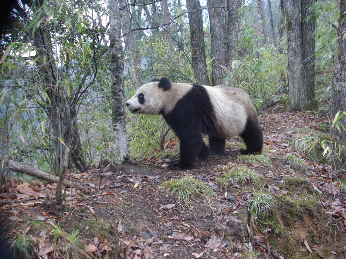 Giant panda_A melanoleuca_Qinling Mountains_smelling scent mark tree_Peking University