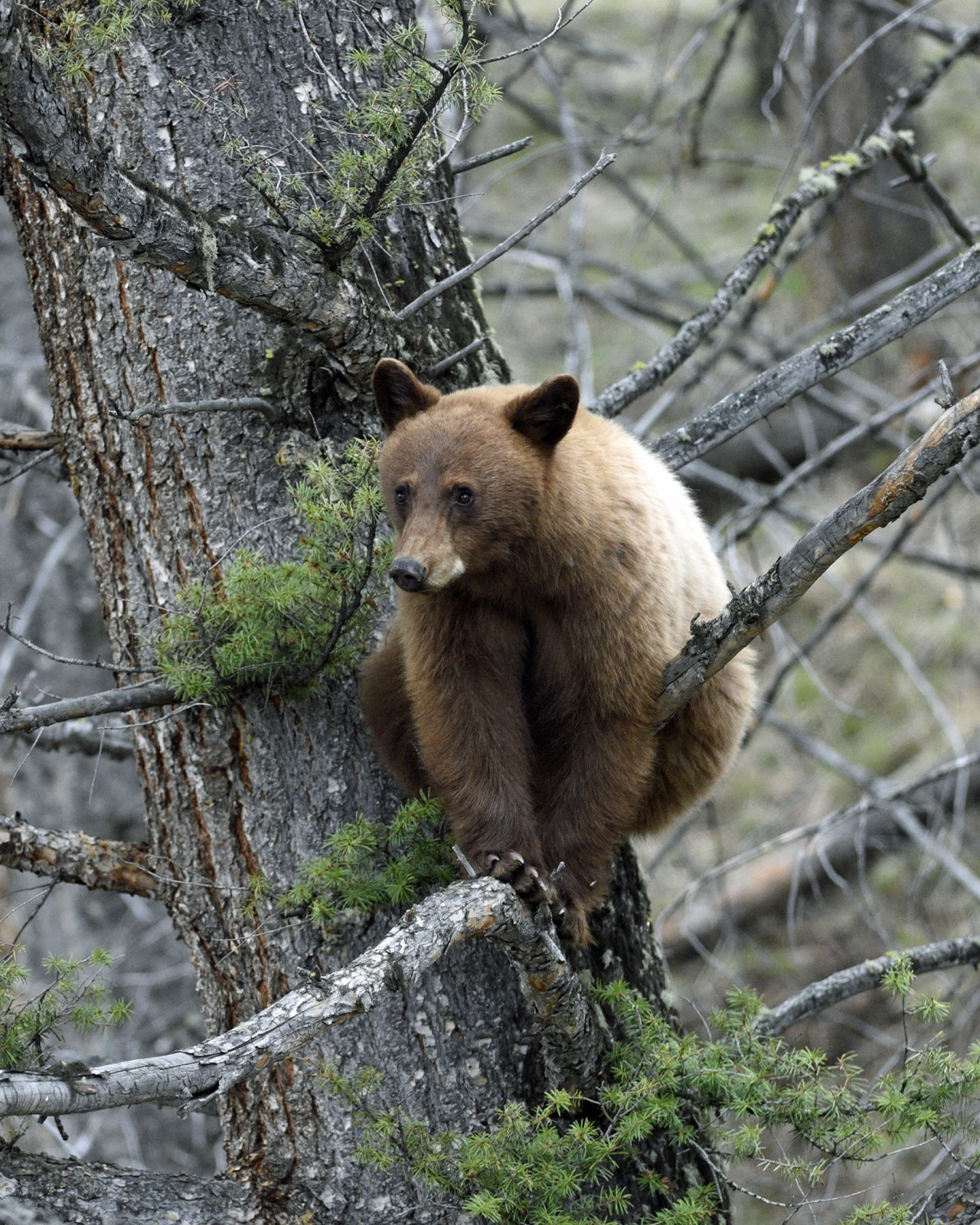 American black bear_U americanus Yosemite National Park California_blonde color phase_T Sharp