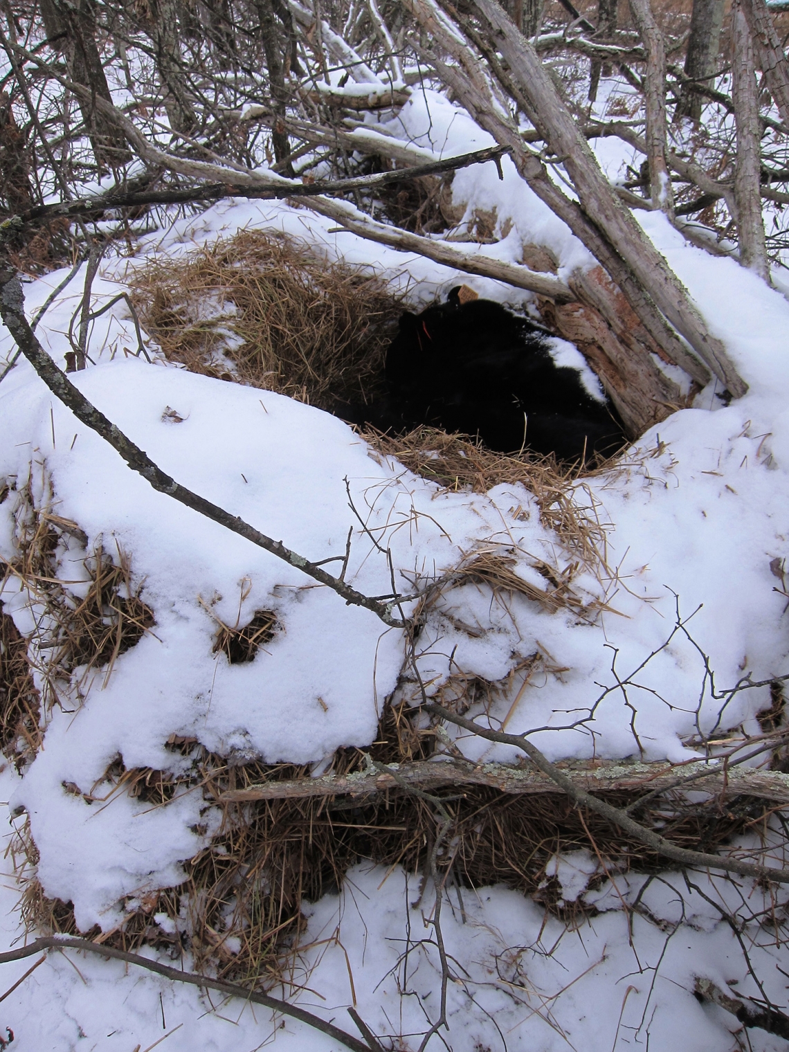 American black bear_U americanus Minnesota_205 kg male bear in nest den_D Garshelis