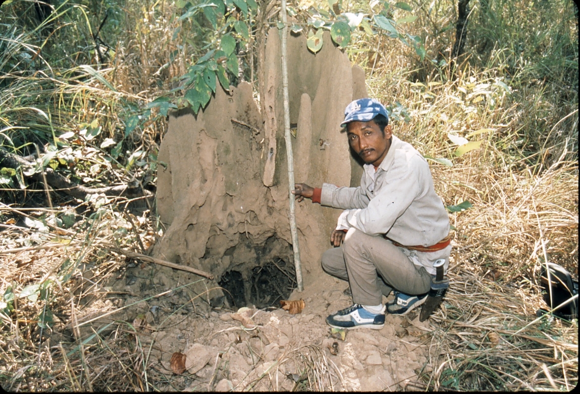 Sloth bear_M ursinus_Chitwan Nepal_hole dug in termite mound population index_D Garshelis