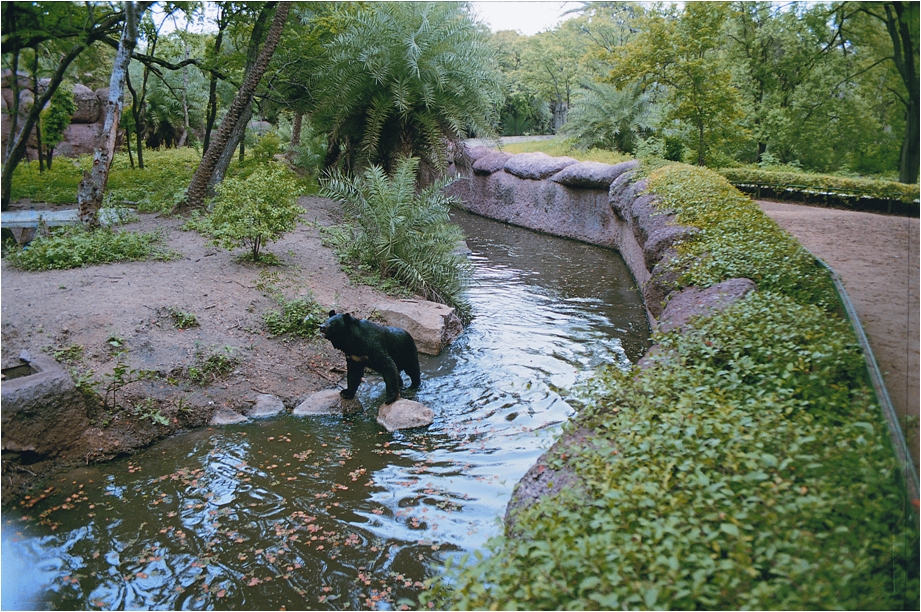Asiatic black bear_U thibetanus_Nehru Zoological Park Hyderabad India_B K Gupta