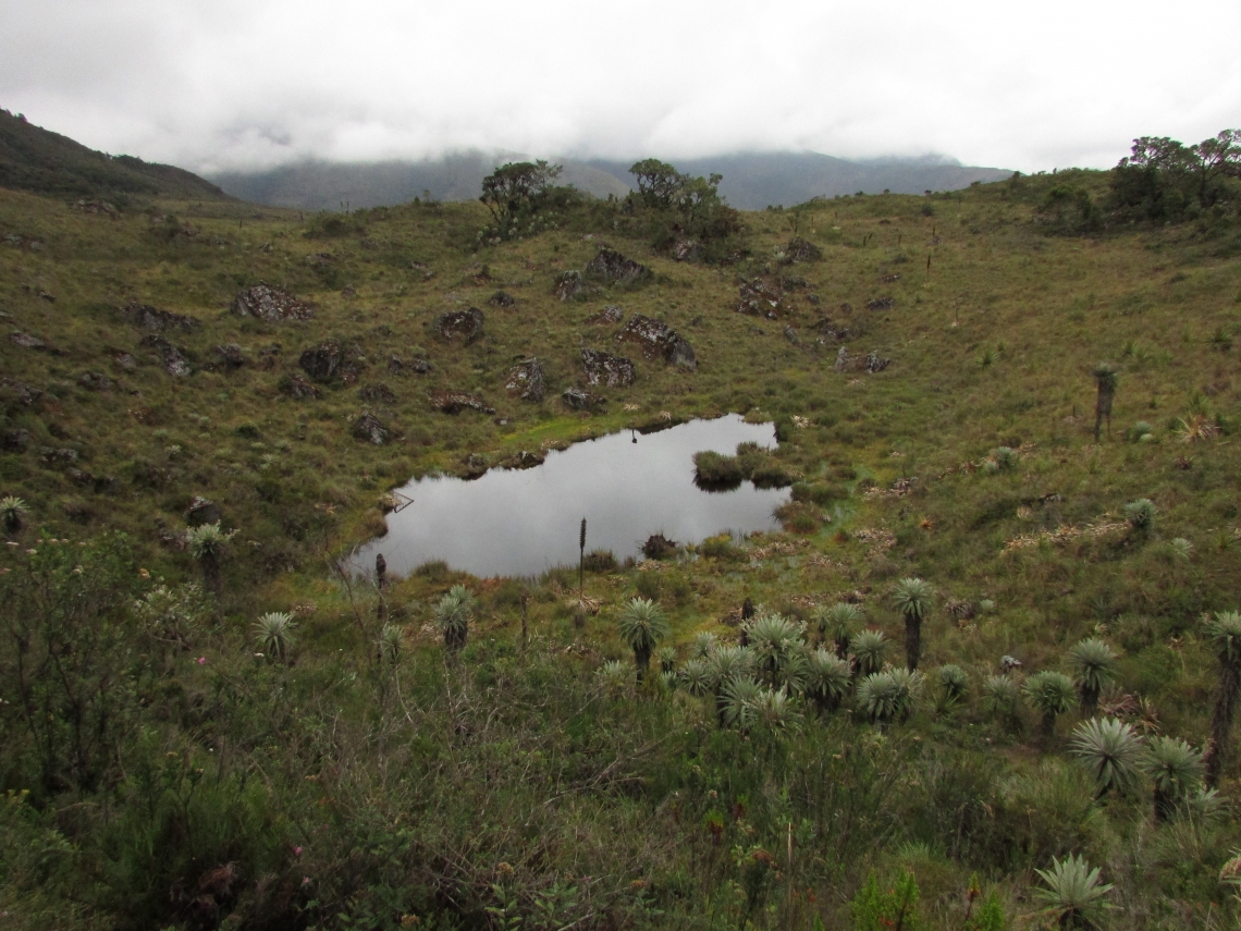 Andean bear_T ornatus_Gusca Colombia_lake in páramo_Fundación Wii