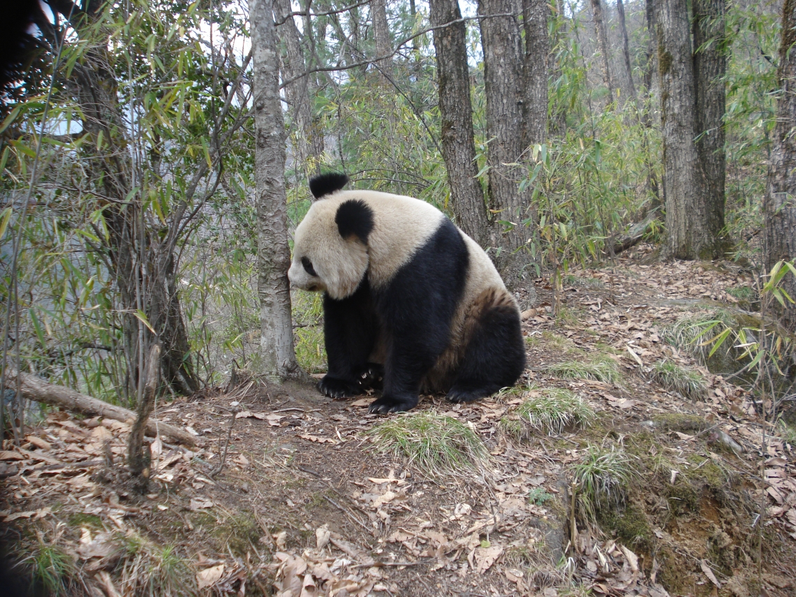 Giant panda_A melanoleuca_camera trap China_short rounded face black legs_Peking University