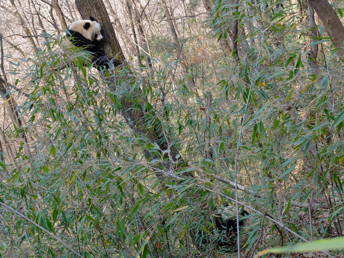 Giant panda_A melanoleuca_Foping NR_estrous female in tree courting male at base_IOZCAS