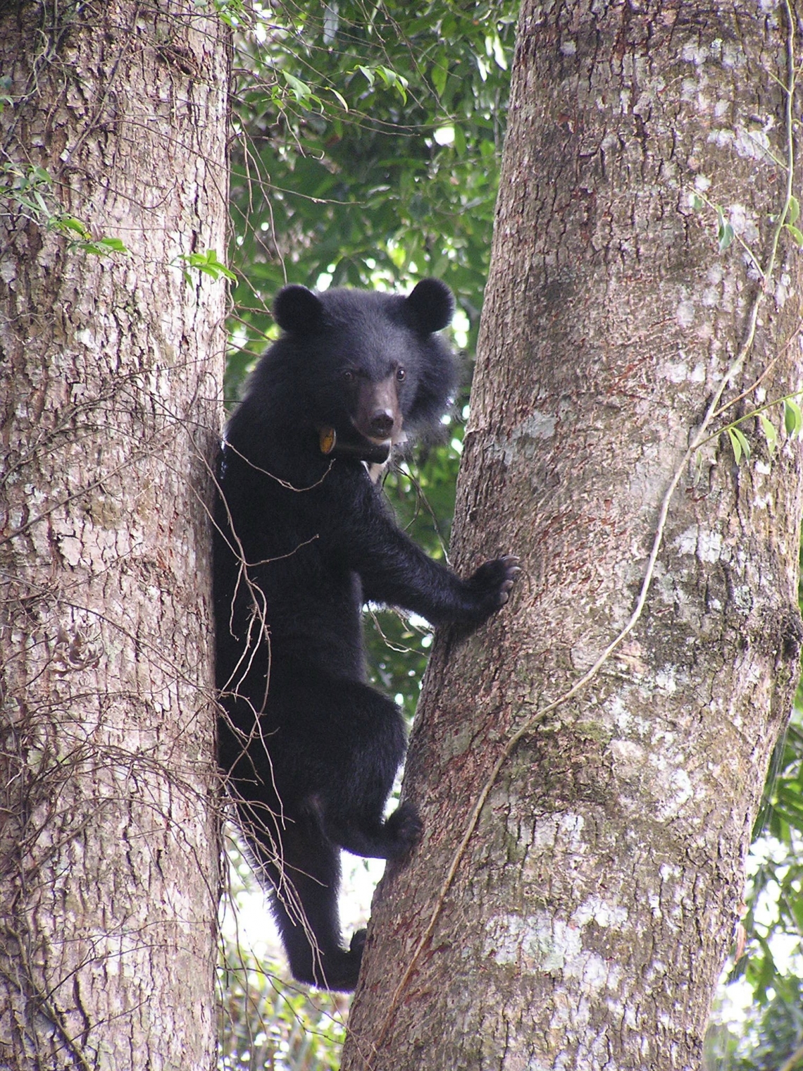 Collared yearling Asiatic black bear Taiwan_M-H Hwang