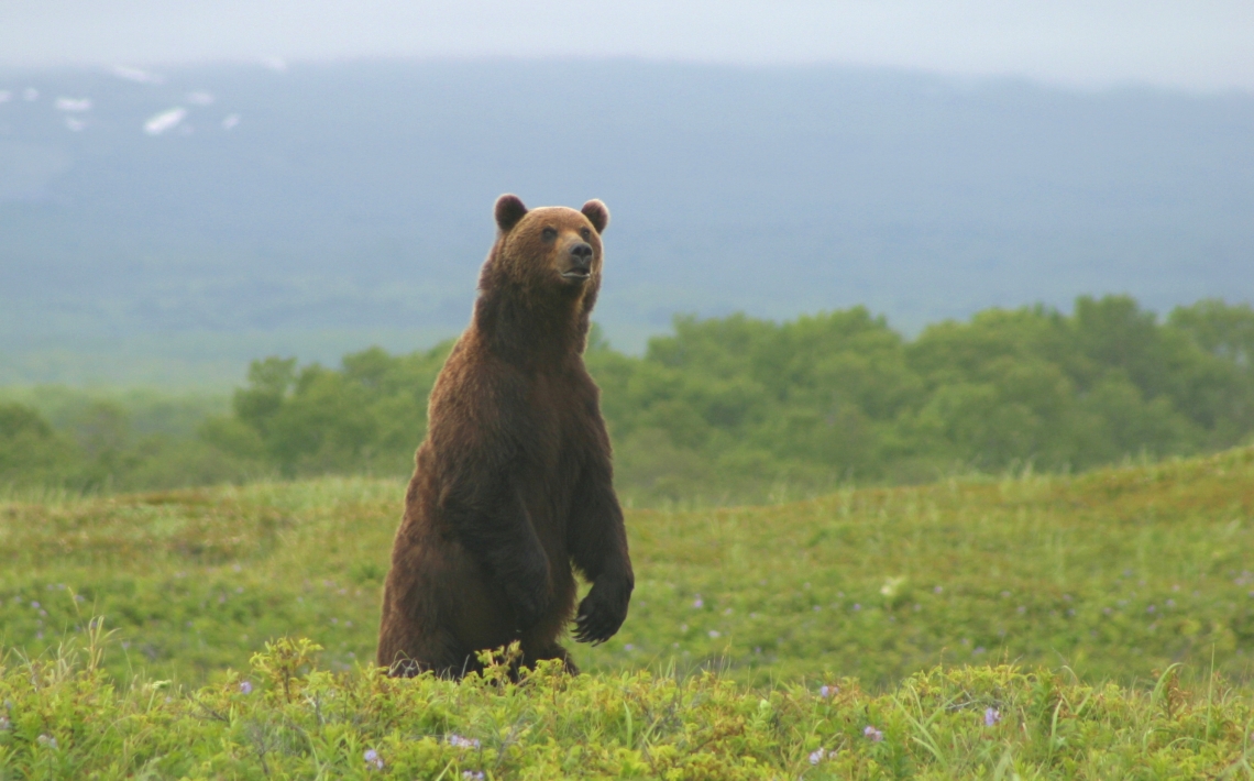 Brown bear_U arctos_Russian Far East_standing_ I Seryodkin