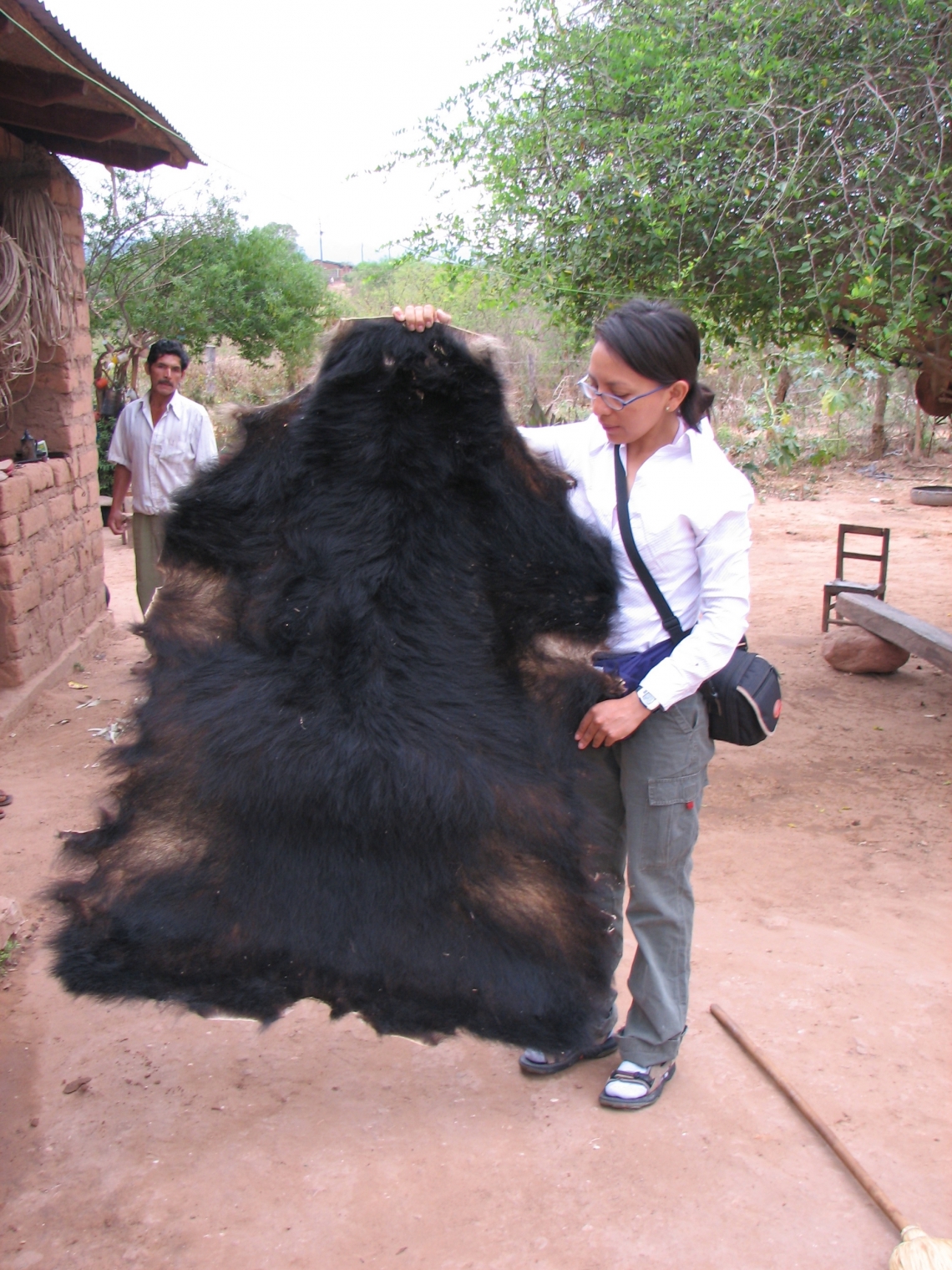 Examining skin of Andean bear Bolivia_ X Velez-Liendo