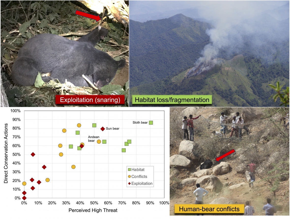 Major threats of poaching (snaring), habitat loss, and human–bear conflicts. Photos: M-H Hwang, D. Garshelis, N. Dharaiya Major threats of poaching (snaring), habitat loss, and human–bear conflicts. Photos: M-H Hwang, D. Garshelis, N. Dharaiya