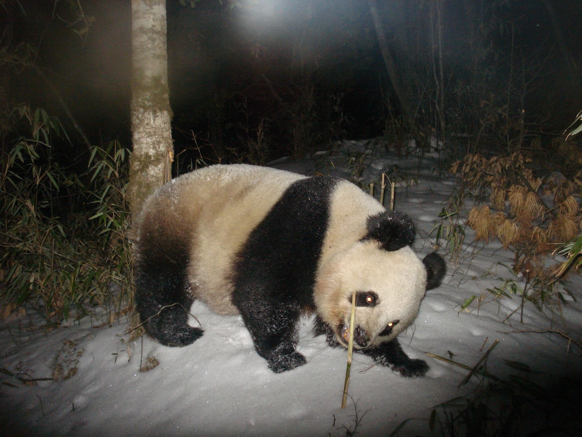 Giant panda_A melanoleuca_Sichuan China_eating bamboo in winter_Sheng Li