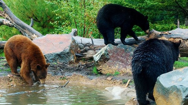 American black bear_U americanus_Minnesota Zoological Gardens USA_T Ness