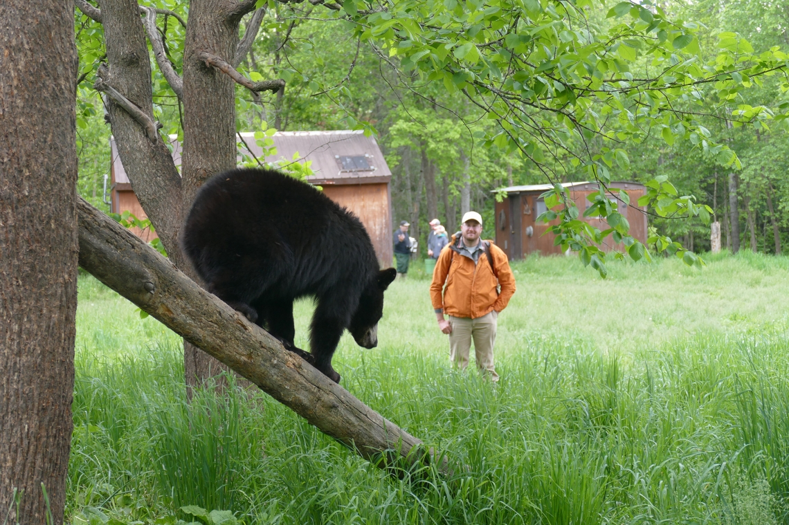 American black bear_U americanus_Minnesota_coexisting with people_D Garshelis